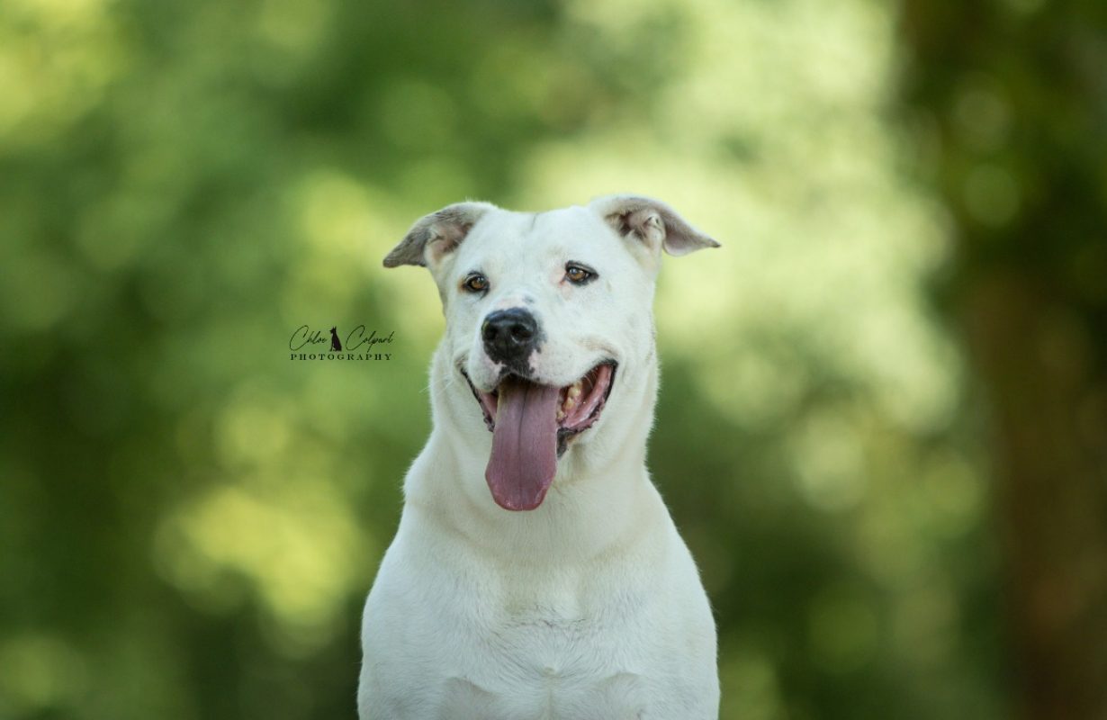 Titi - Chien Bouledogue Américain à adopter - photo 4