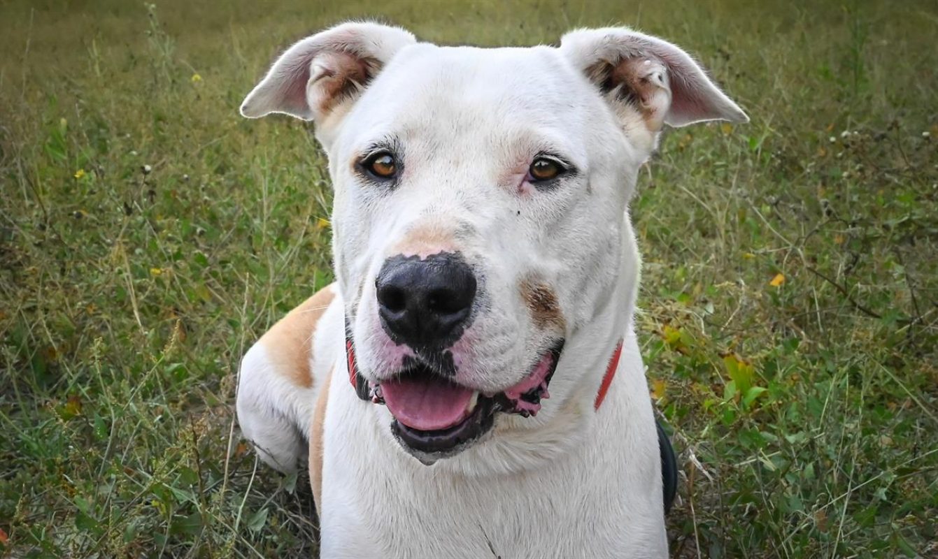 Titi - Chien Bouledogue Américain à adopter - photo 5