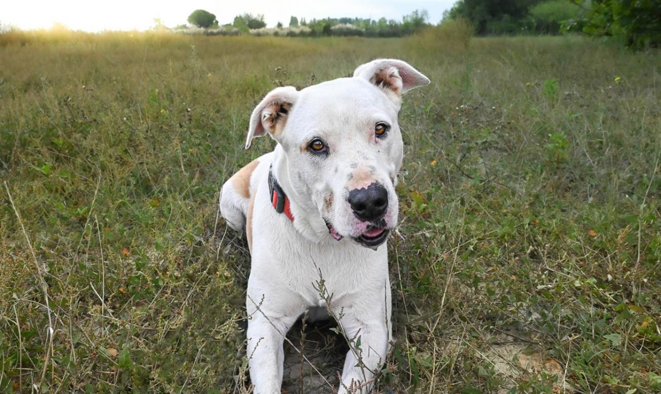 Titi - Chien Bouledogue Américain à adopter - photo 6