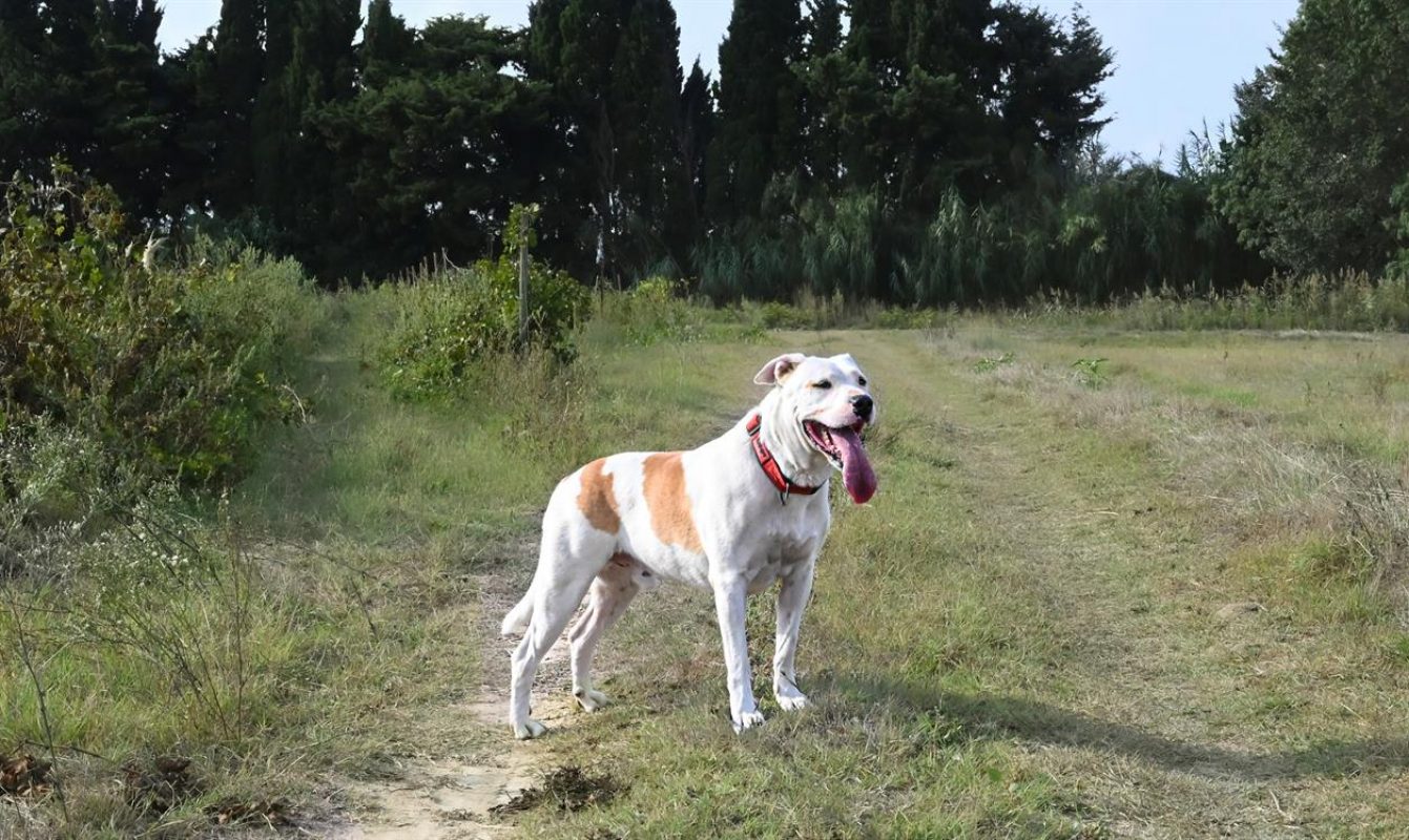 Titi - Chien Bouledogue Américain à adopter - photo 7