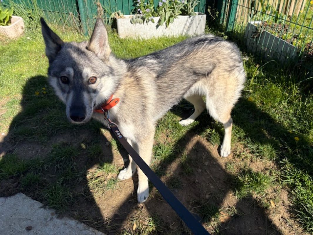 Dune - Chien Husky Sibérien à adopter