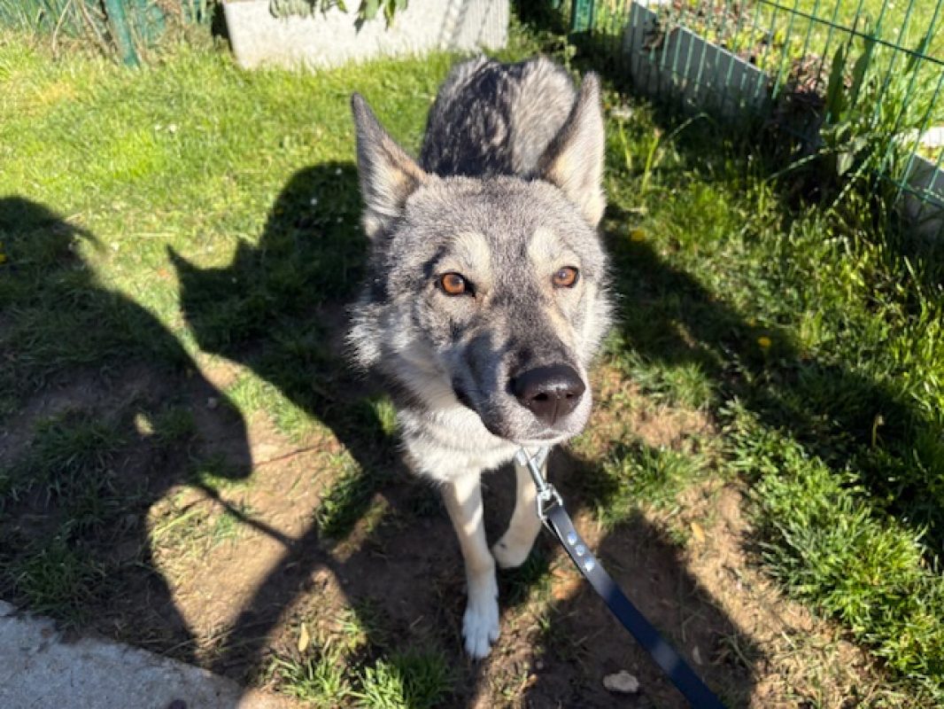 Dune - Chien Husky Sibérien à adopter - photo 2