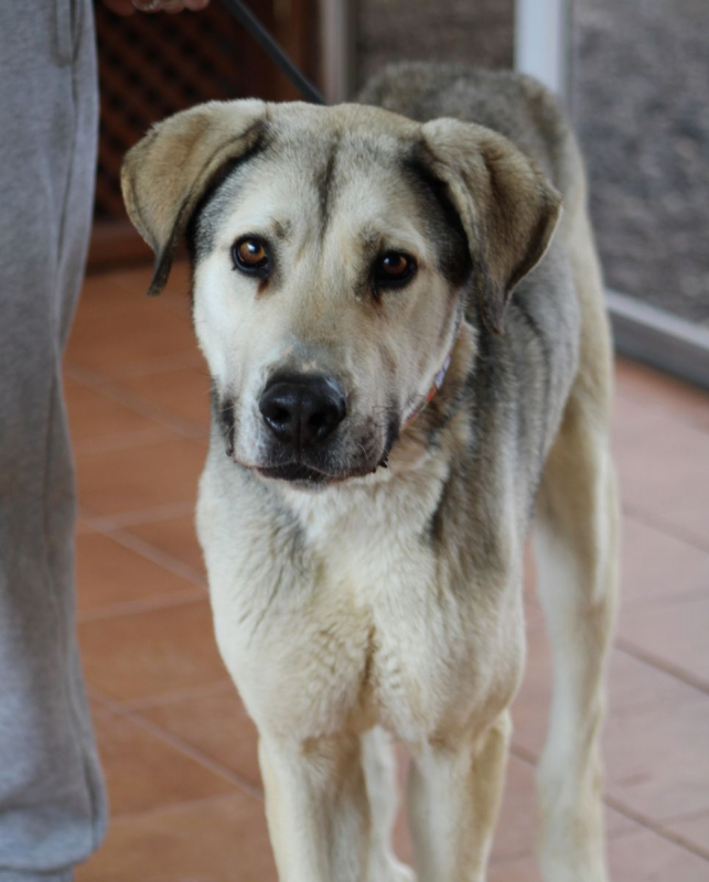 Photo #6 de ASLAN