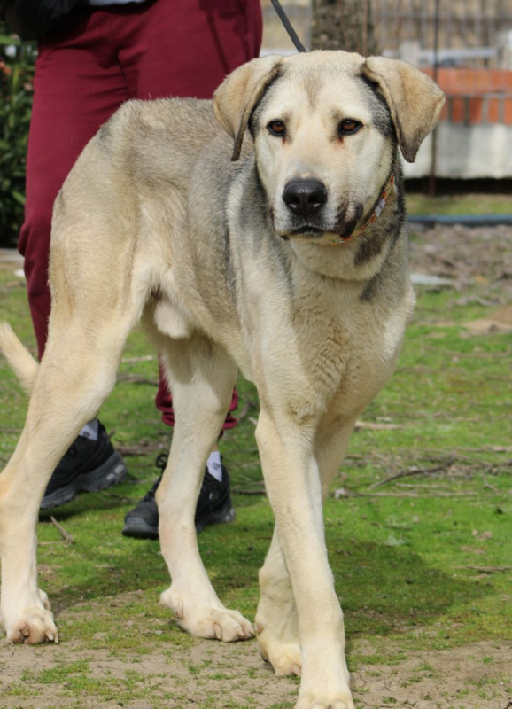 Photo #3 de ASLAN