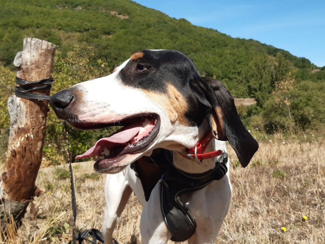 Kuk - Chien Anglo-Français de Petite Vènerie à adopter