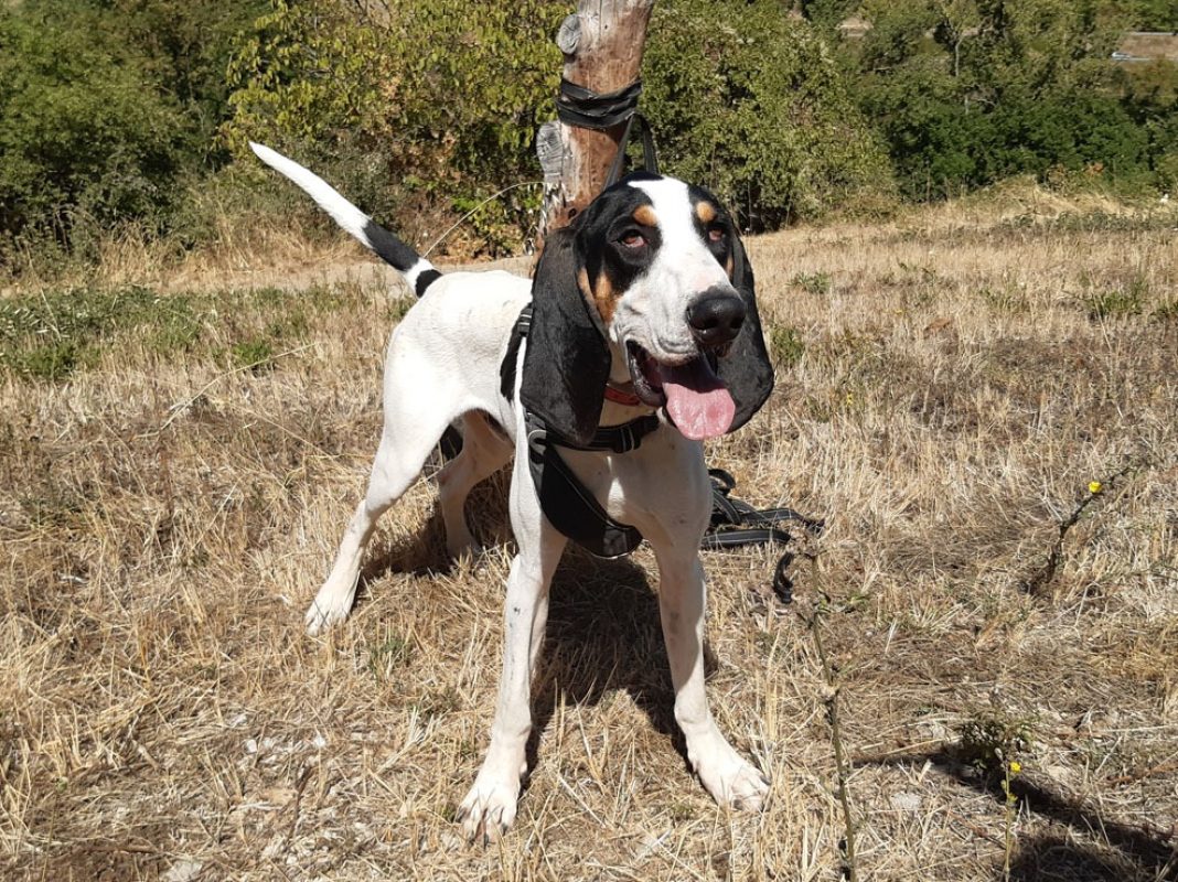 Kuk - Chien Anglo-Français de Petite Vènerie à adopter - photo 2
