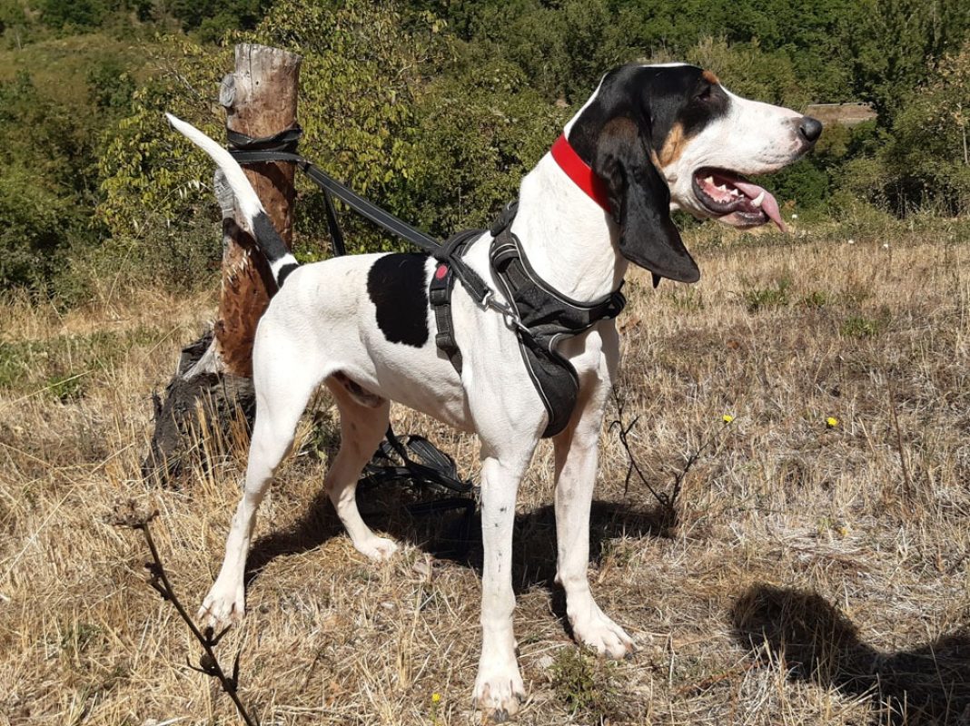 Kuk - Chien Anglo-Français de Petite Vènerie à adopter - photo 4