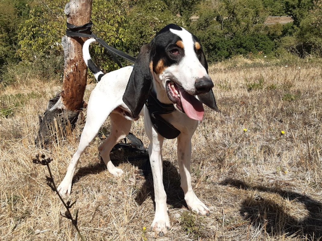 Kuk - Chien Anglo-Français de Petite Vènerie à adopter - photo 5
