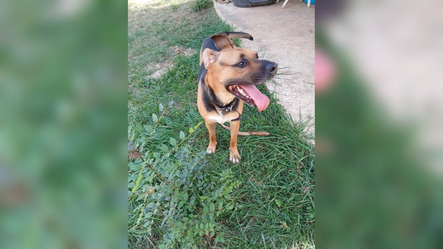 James - Chien à adopter