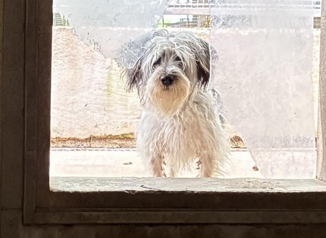 Photo de Doggy