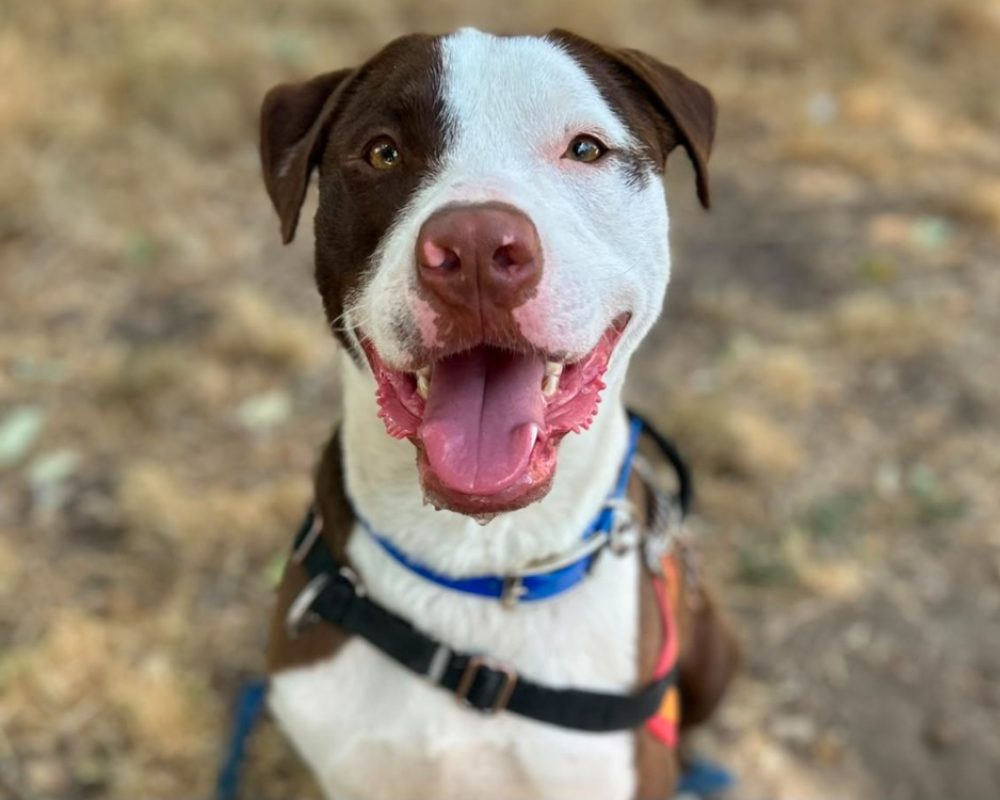 Magnum - Chien Bouledogue Américain à adopter