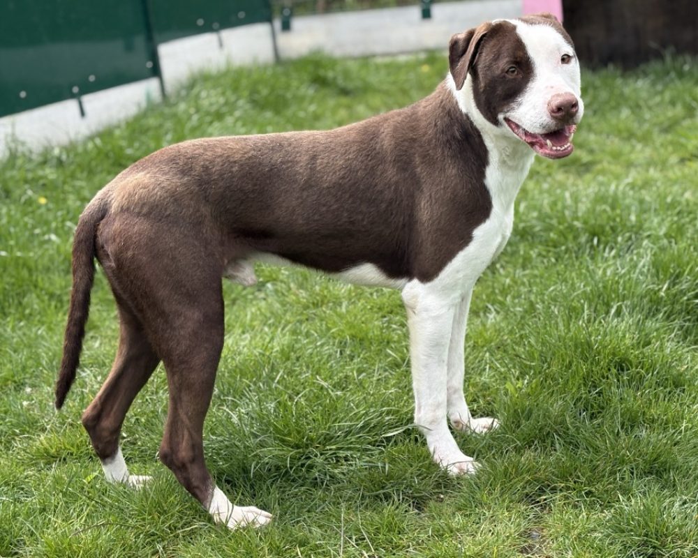 Magnum - Chien Bouledogue Américain à adopter - photo 2