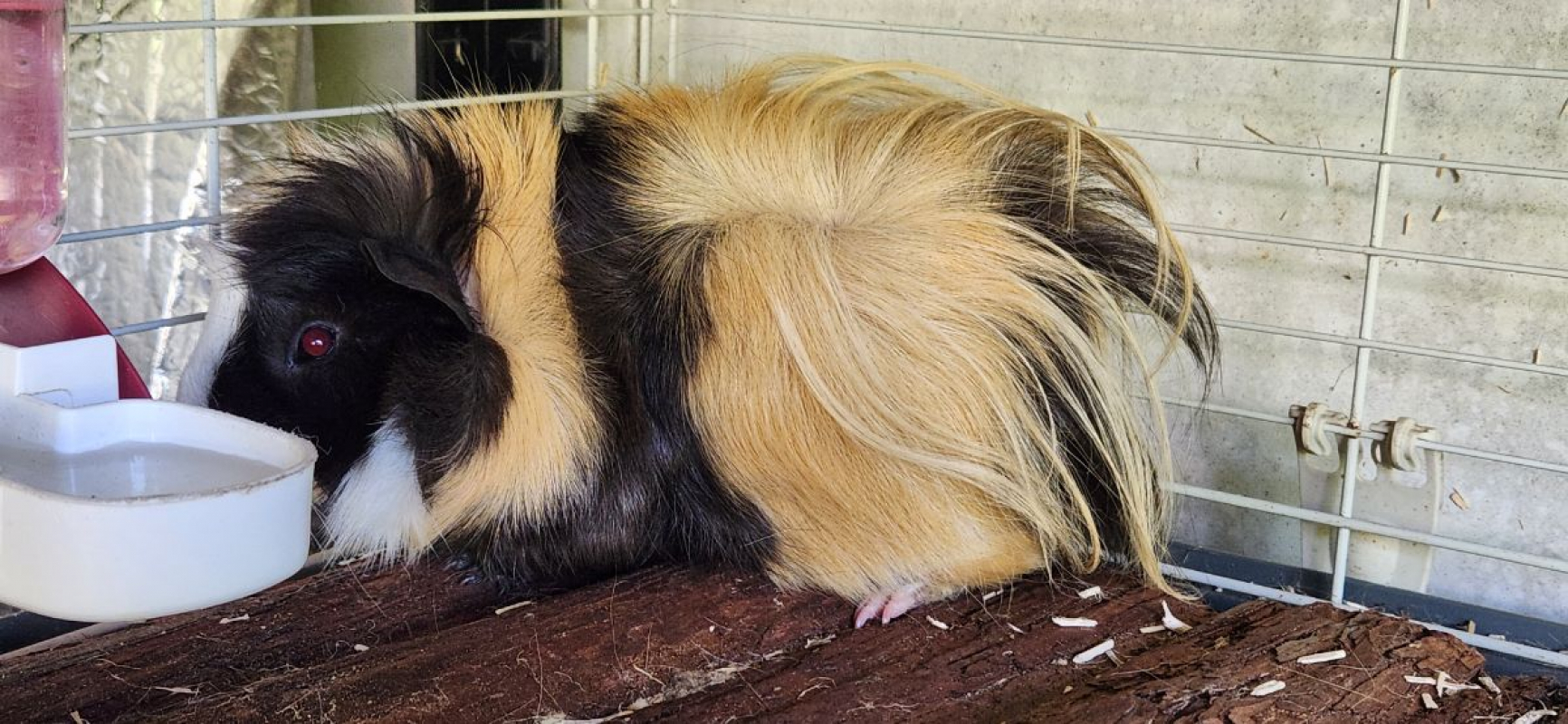 Photo #3 de Chichon