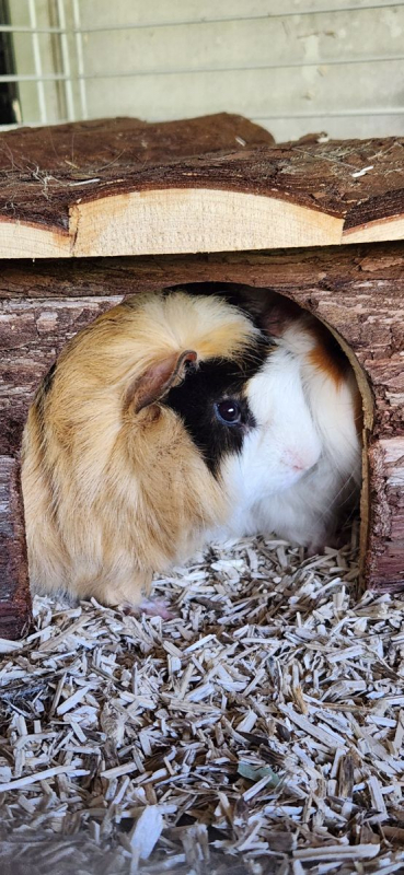 Photo #1 de Chichon