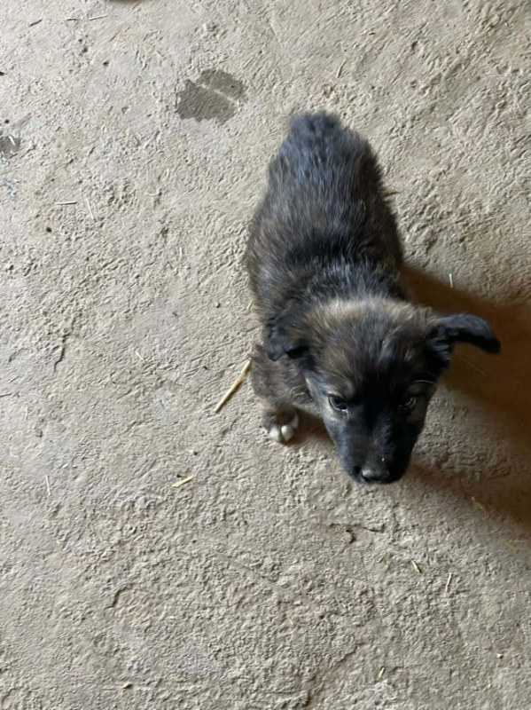 Photo #3 de Niko