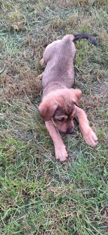 Photo #6 de Rusty ( Eden)