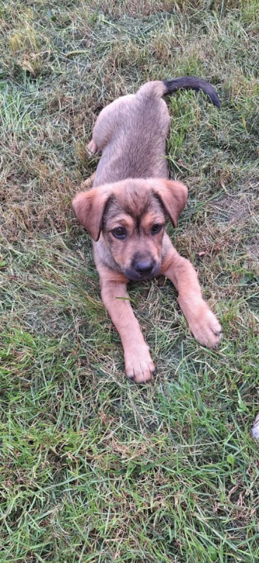 Photo #7 de Rusty ( Eden)