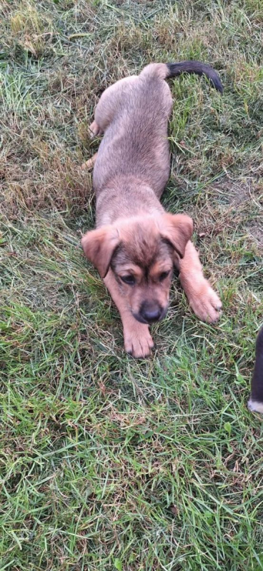 Photo #1 de Rusty ( Eden)