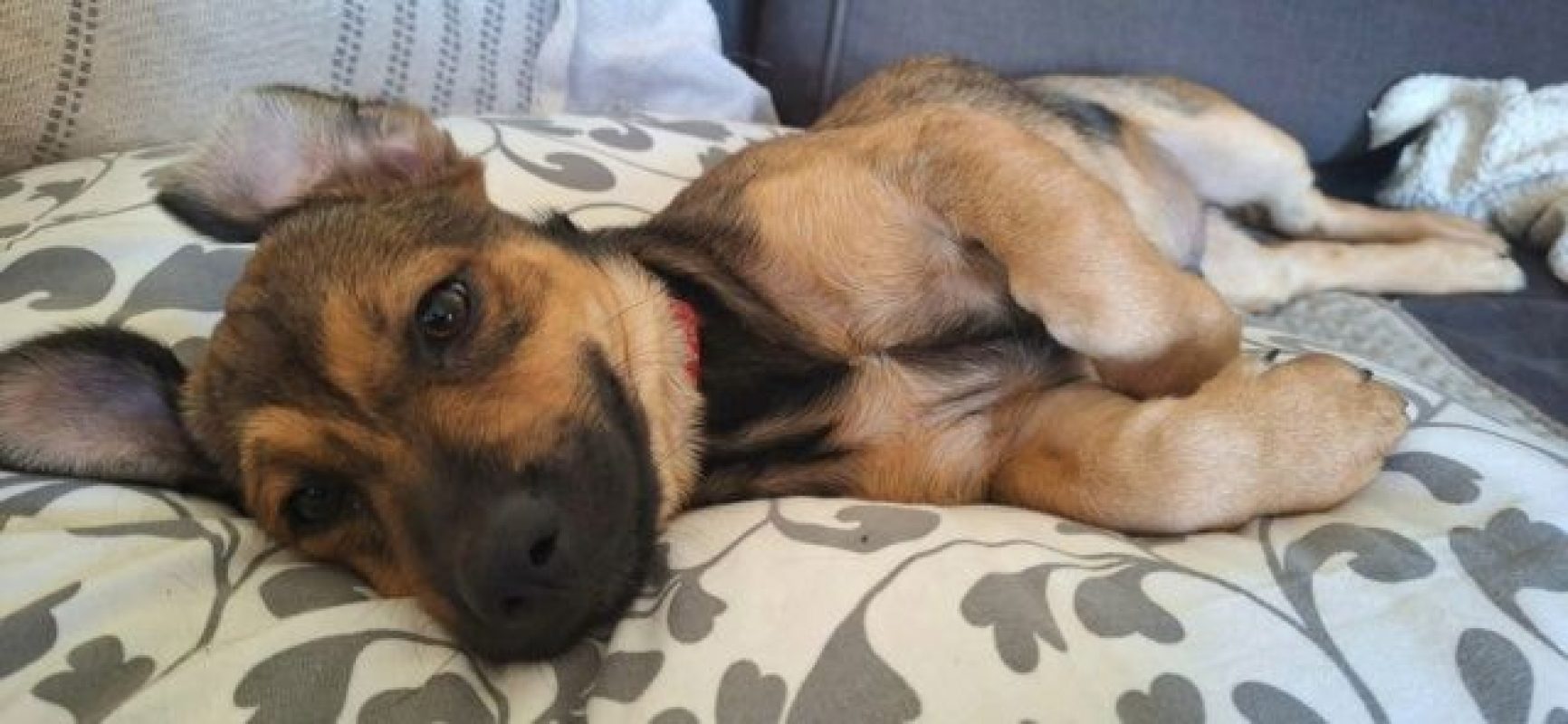 Rusty ( Eden) - Chien à adopter - photo 6