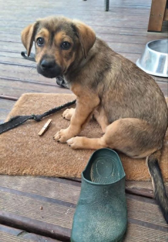 Rusty ( Eden) - Chien à adopter - photo 8