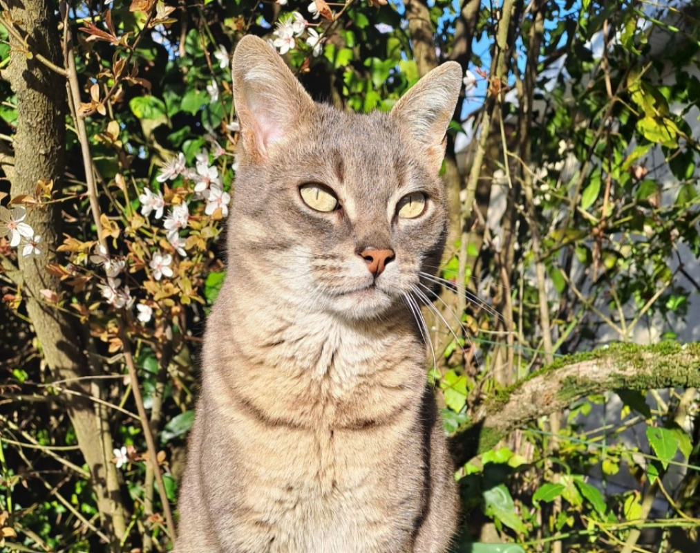 Photo #1 de Zen