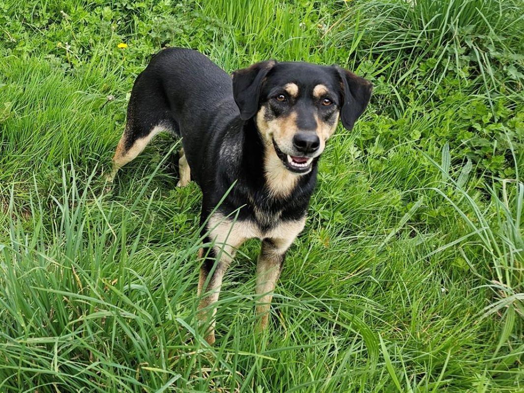 Lalou - Chien à adopter
