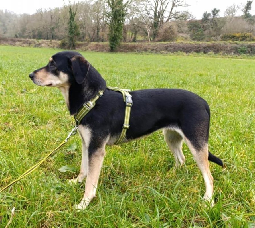 Lalou - Chien à adopter - photo 2