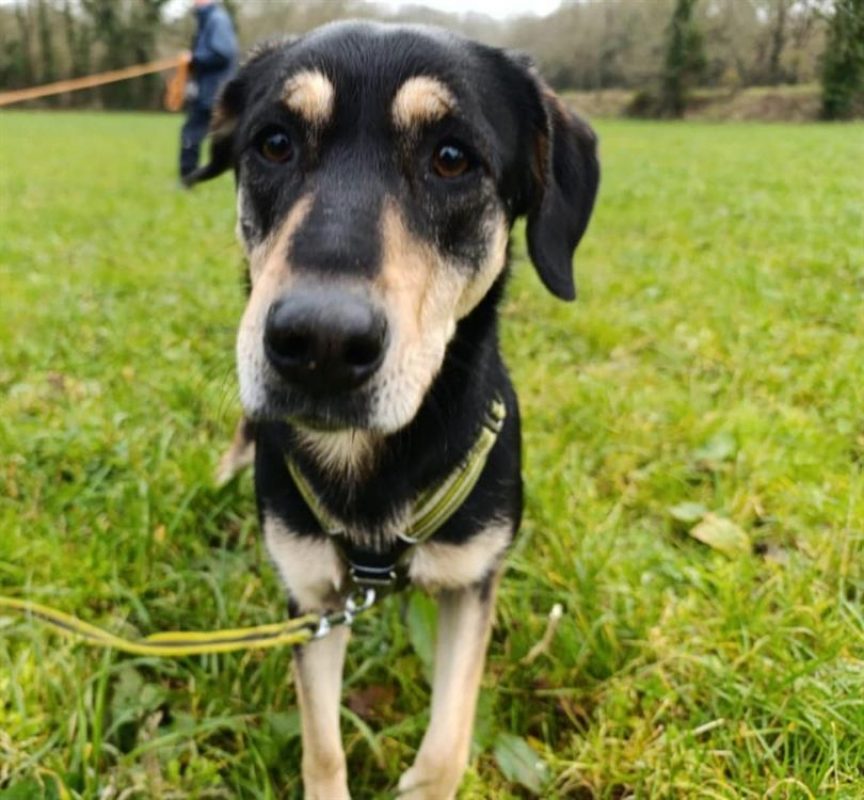 Lalou - Chien à adopter - photo 3