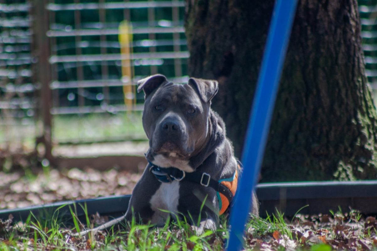 Juice - Chien à adopter