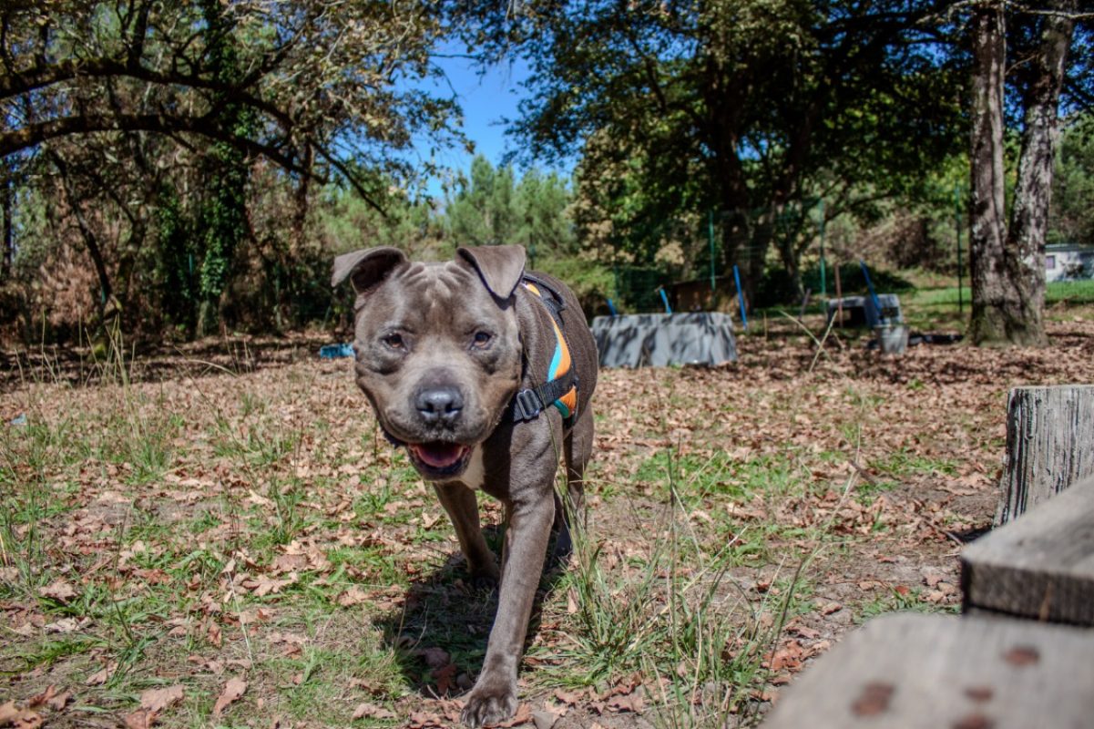 Juice - Chien à adopter - photo 3
