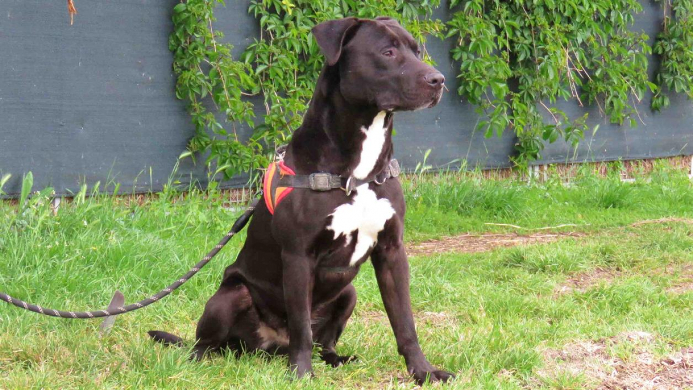Photo #4 de Loki