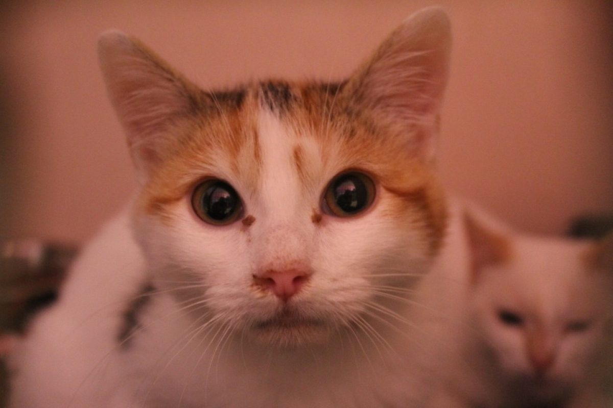Azur - Européen à adopter à Chameyrat (19) - Animaux.fr