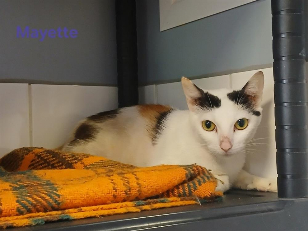 Photo #1 de Mayette