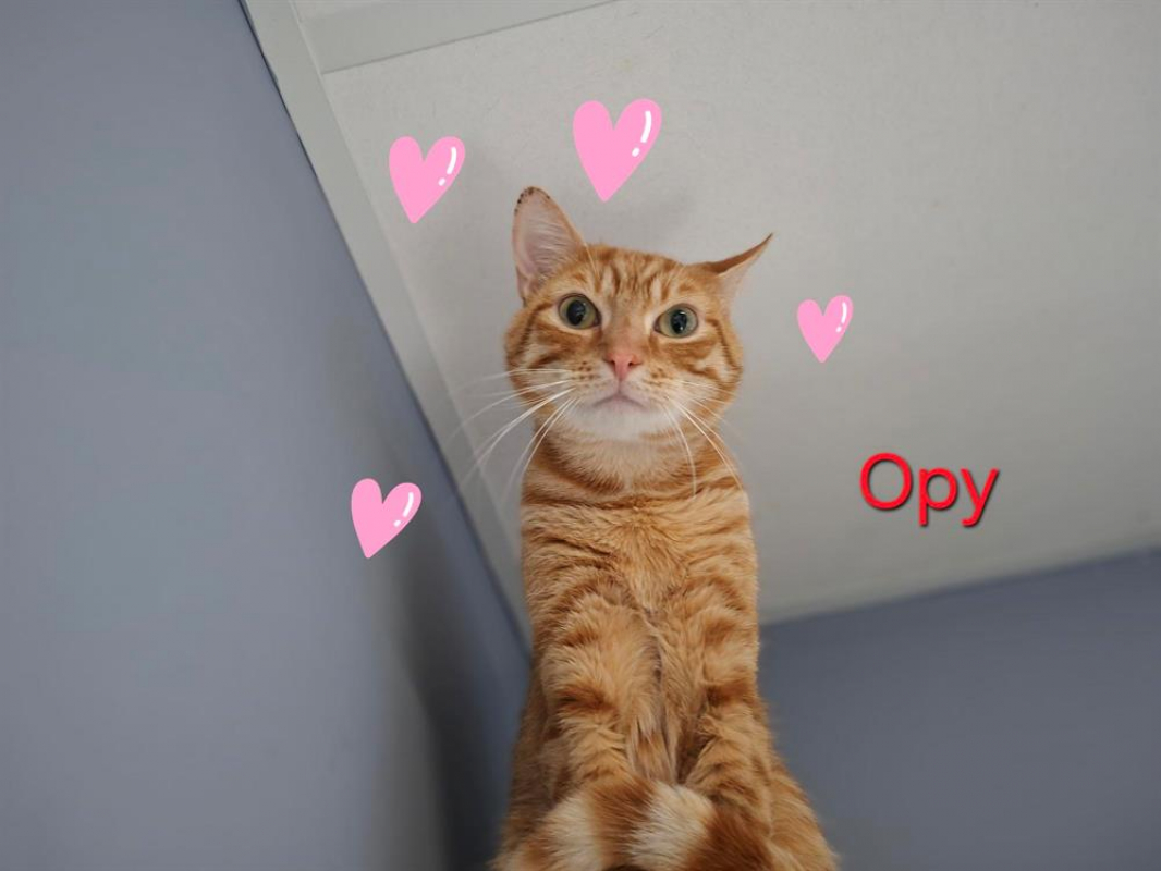 Photo #1 de Opy