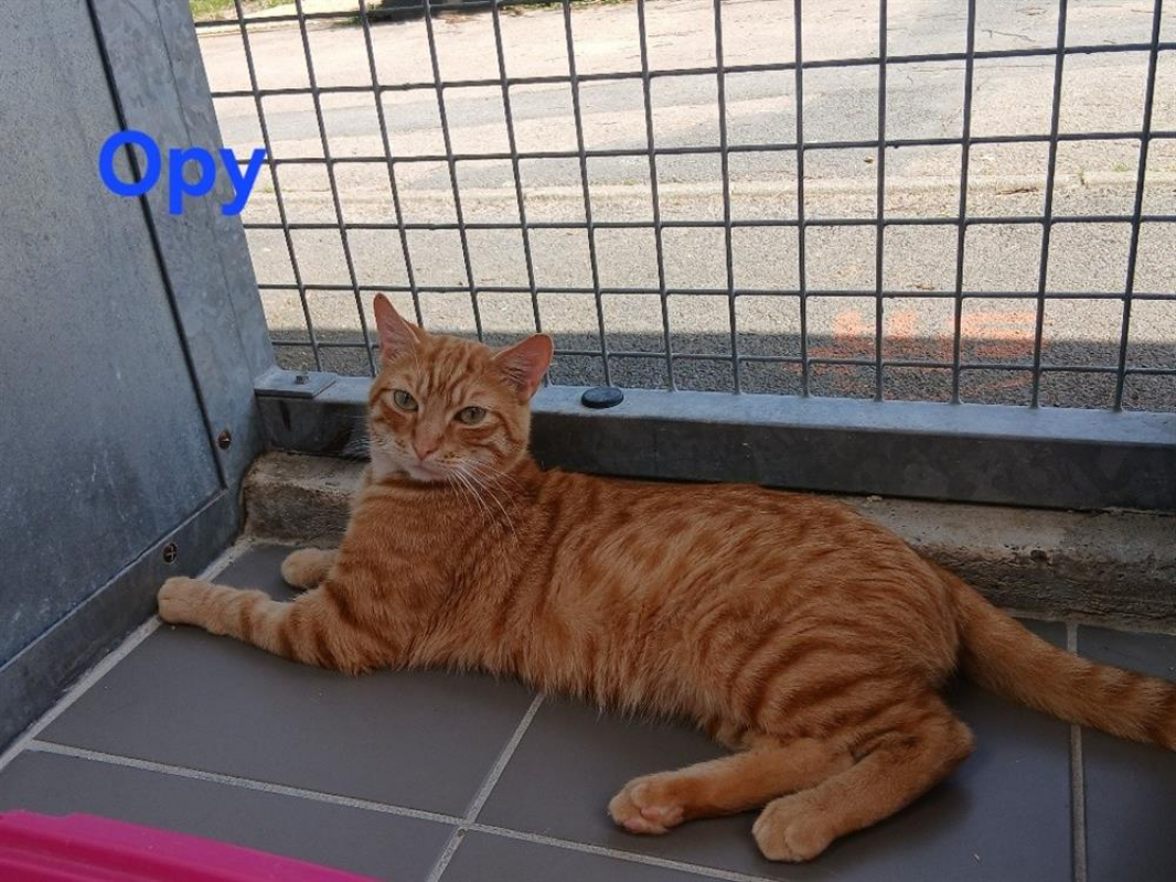 Photo #2 de Opy