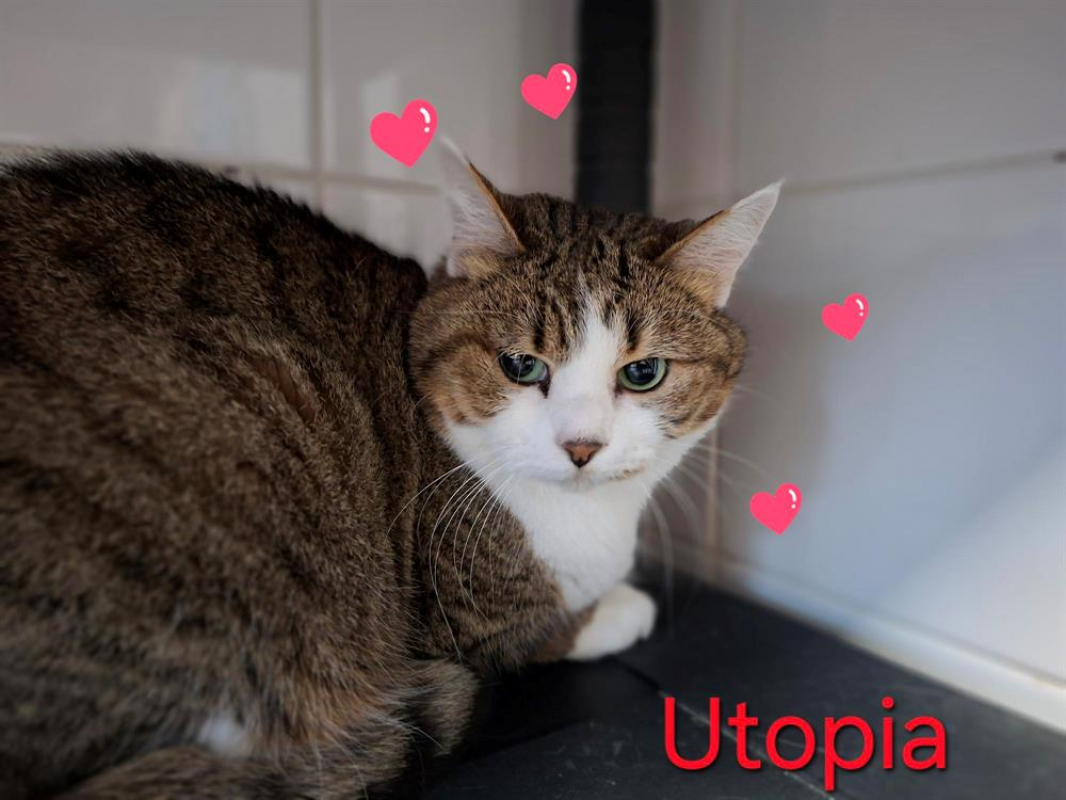 Photo #1 de Utopia