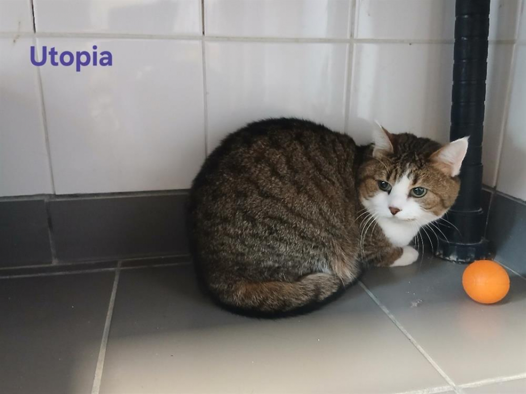 Photo #2 de Utopia