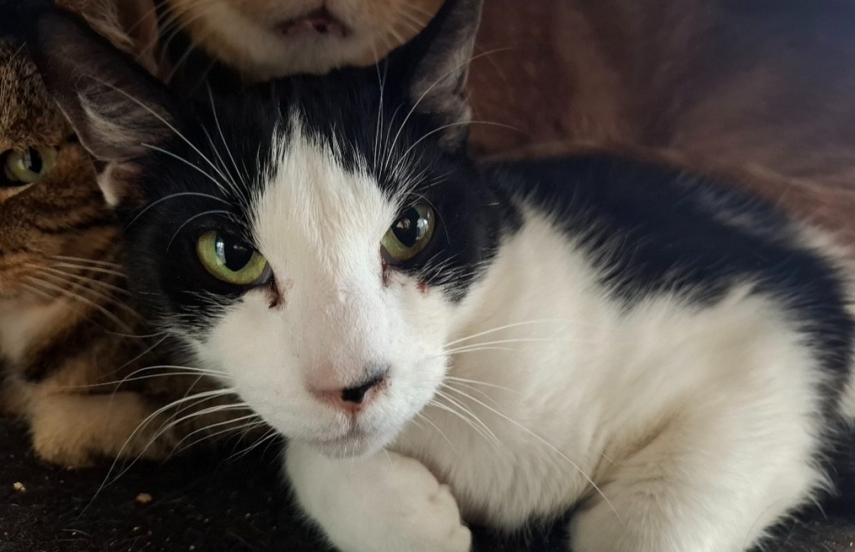 Tao - Chat Européen à adopter