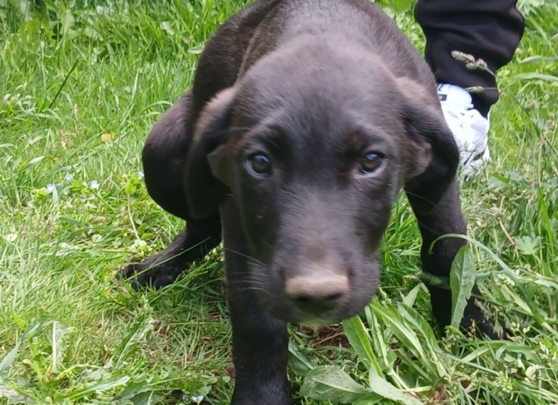 Photo de Lupin