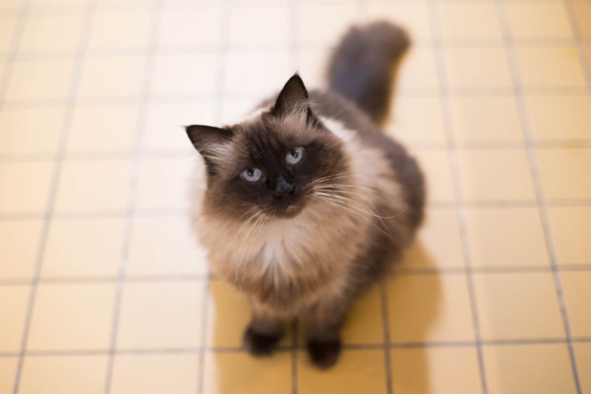 Luna - Chat Européen à adopter