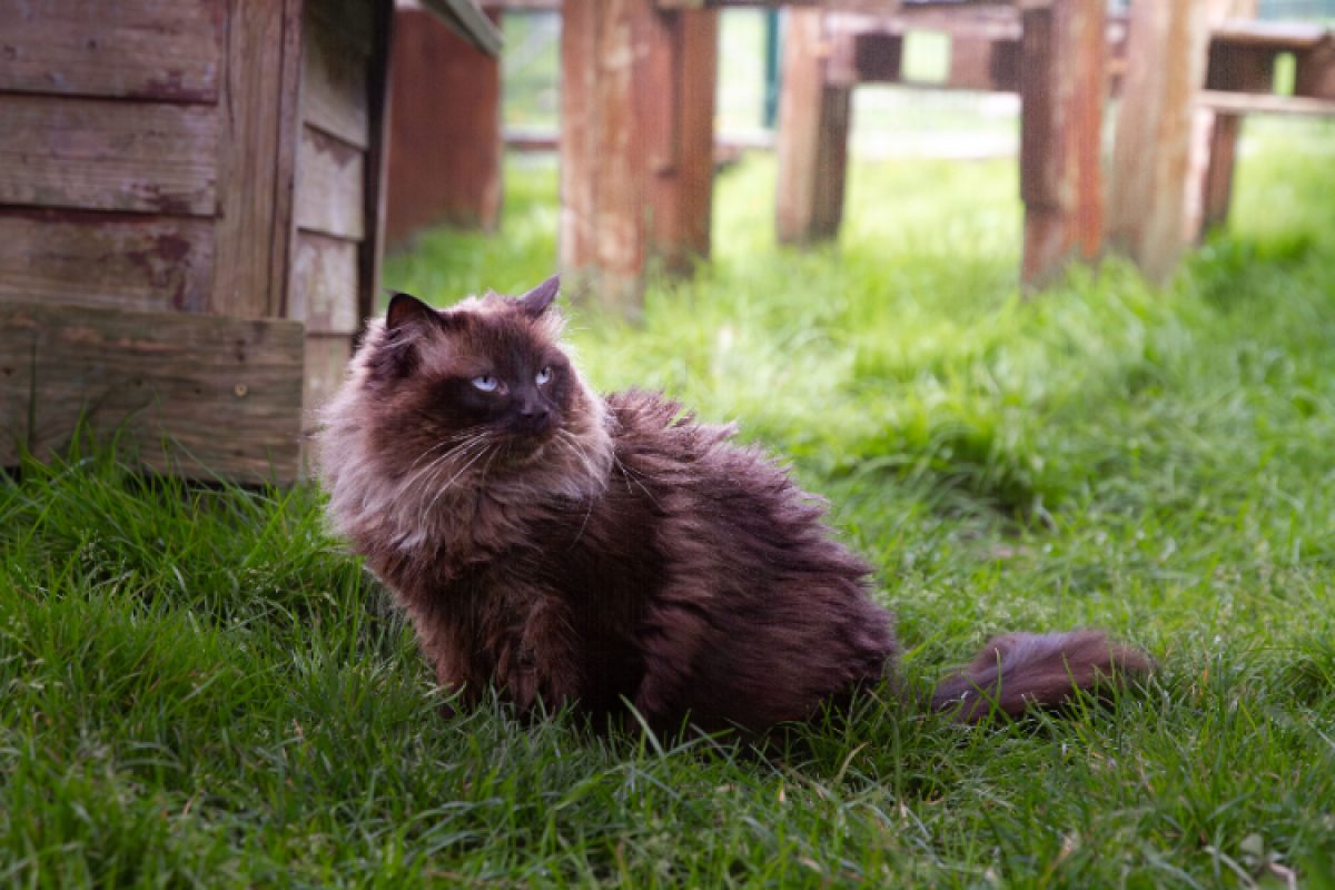 Luna - Chat Européen à adopter - photo 2