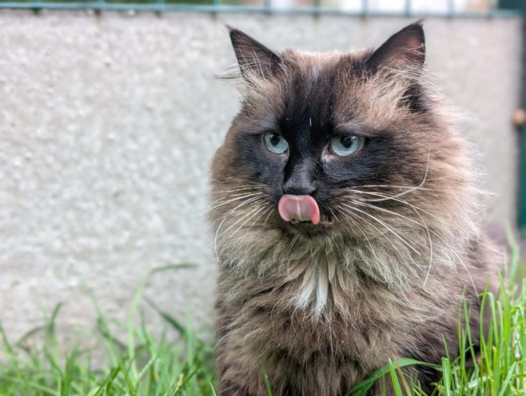 Luna - Chat Européen à adopter - photo 3