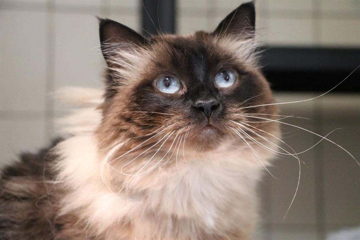 Luna - Chat Européen à adopter - photo 4