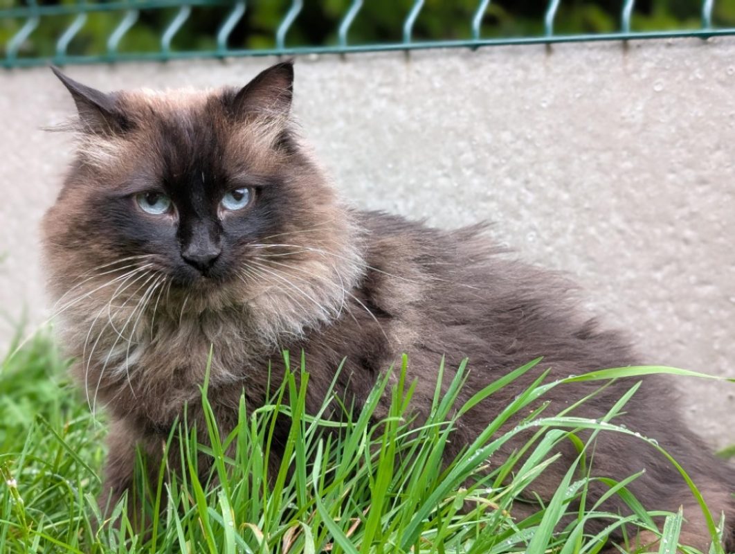 Luna - Chat Européen à adopter - photo 5