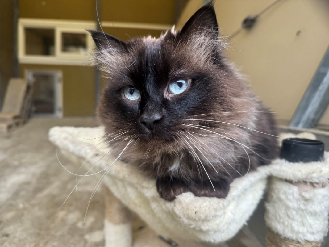 Luna - Chat Européen à adopter - photo 6
