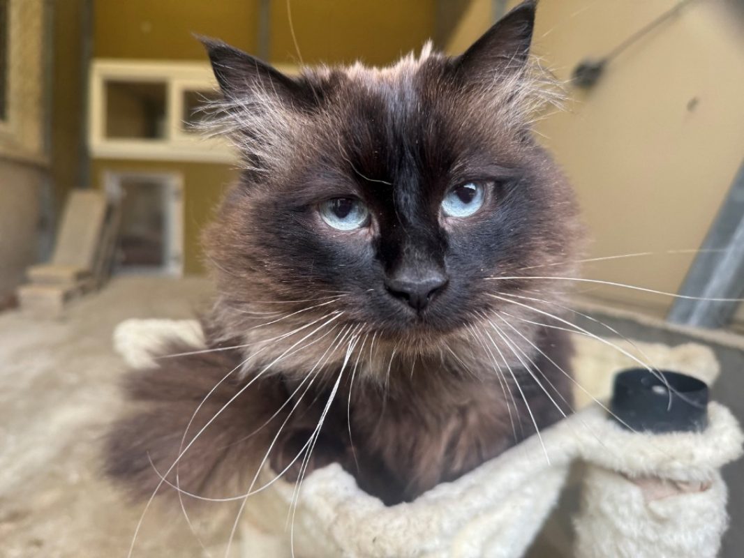 Luna - Chat Européen à adopter - photo 7