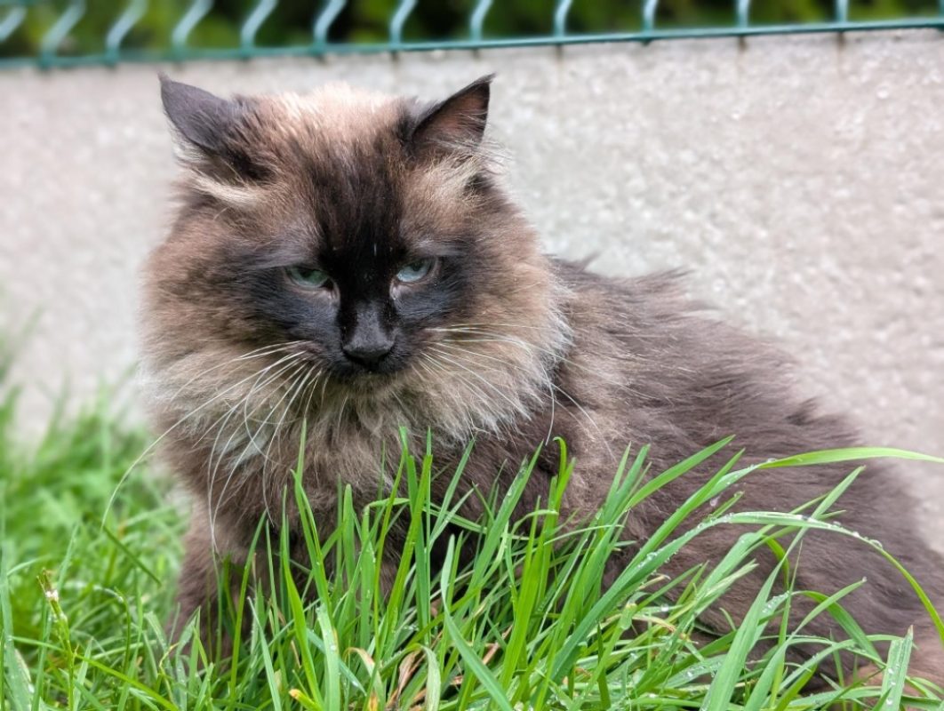 Luna - Chat Européen à adopter - photo 8