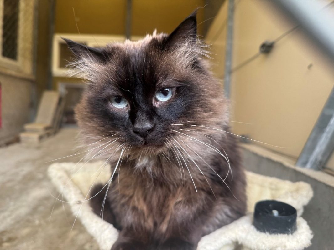Luna - Chat Européen à adopter - photo 9