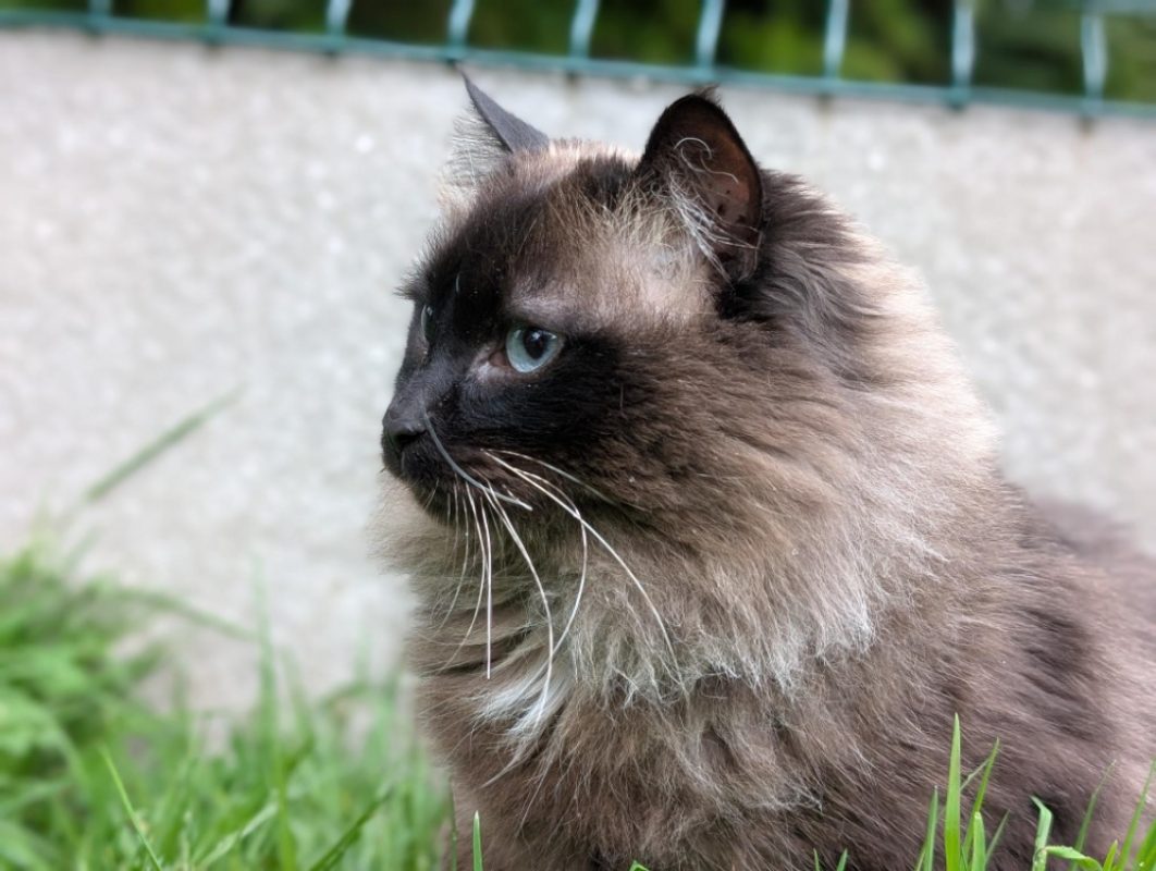 Luna - Chat Européen à adopter - photo 10