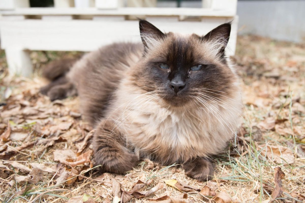 Luna - Chat Européen à adopter - photo 11